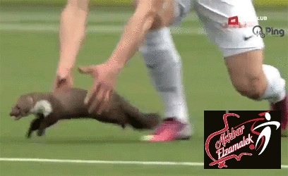 حيوان النمس يعض لاعباً في مباراة بالدوري السويسري